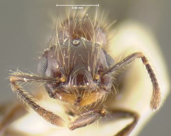 Media type: image; Entomology 22240   Aspect: head frontal view